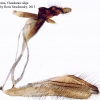 polyommatus shamil genitalia